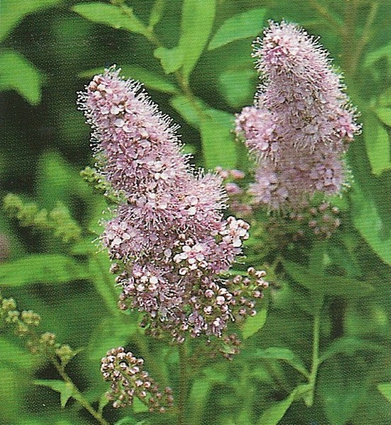 spirea